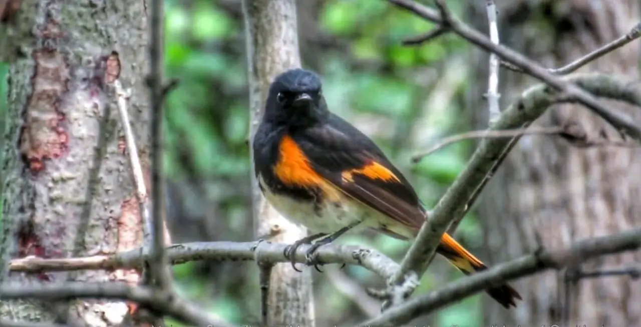 American Redstart