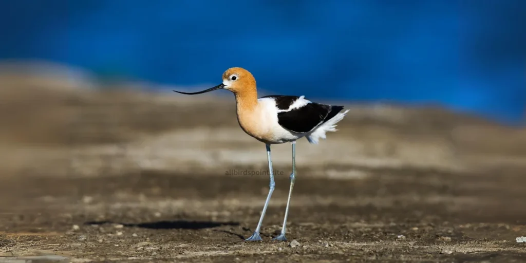 Avocet The Striking Wader with a Curved Beak