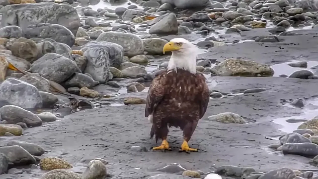 Bald Eagle