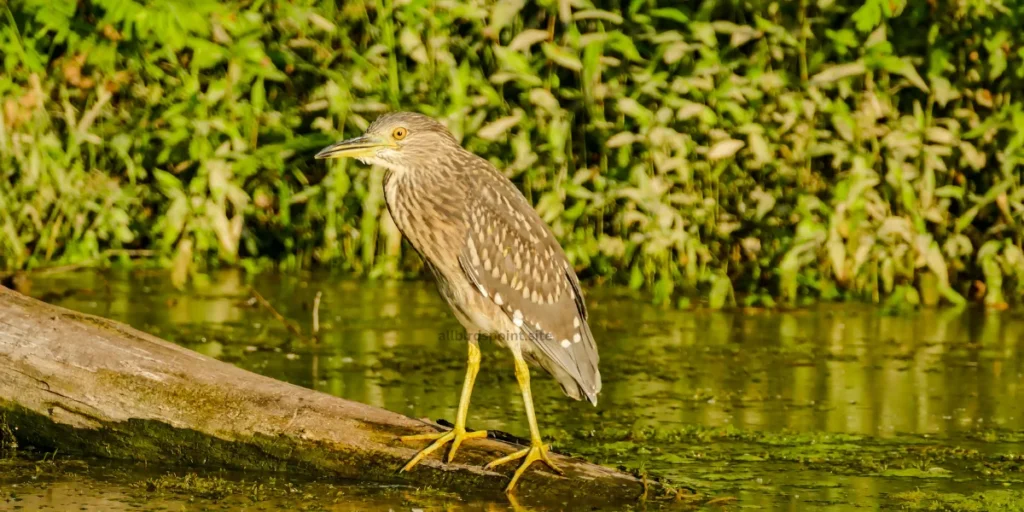 Bittern The Elusive Marsh Bird