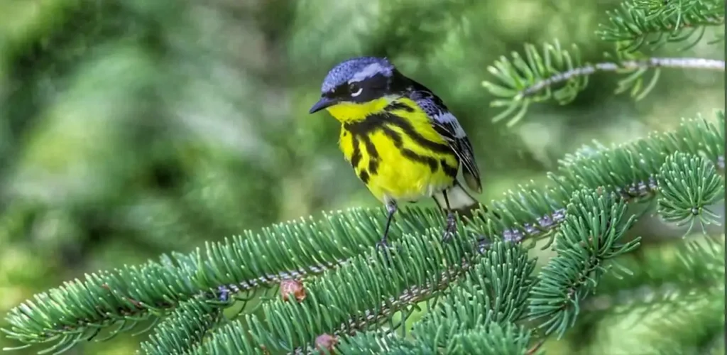 Blackburnian Warbler