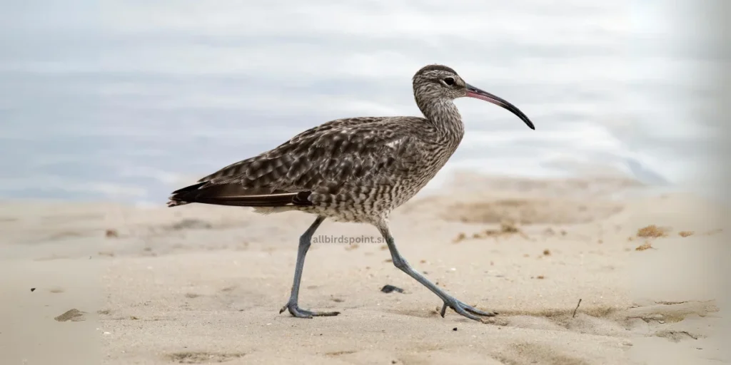 Curlew The Long-Billed Shorebird