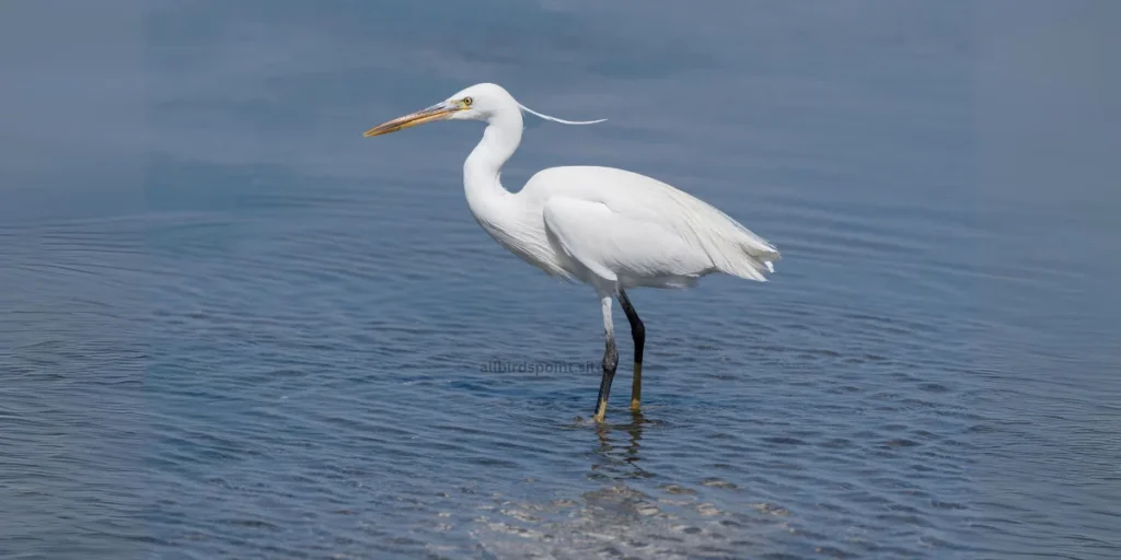 Egret The Elegant White Heron