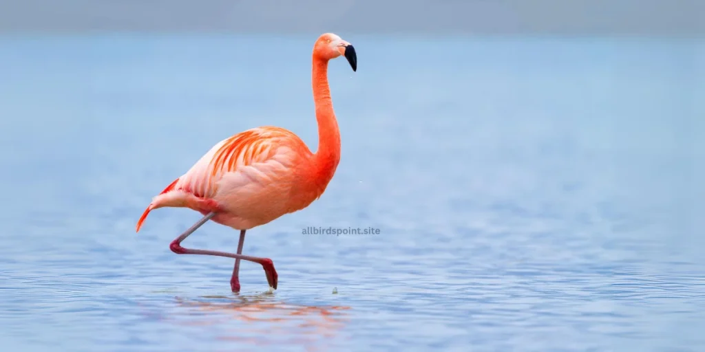 Flamingo The Iconic Pink Bird