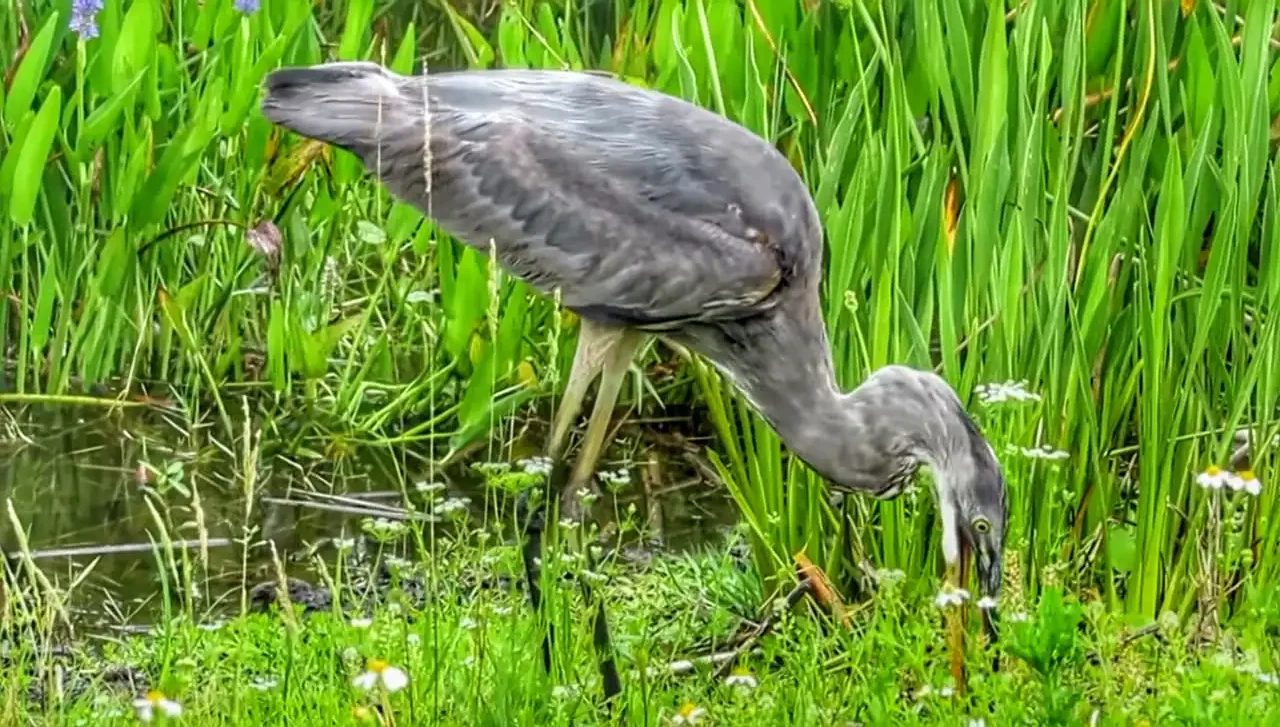 Great Blue Heron