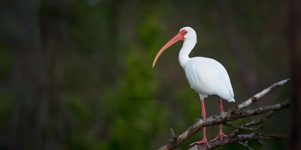 Ibis The Long-Billed Wetland Bird