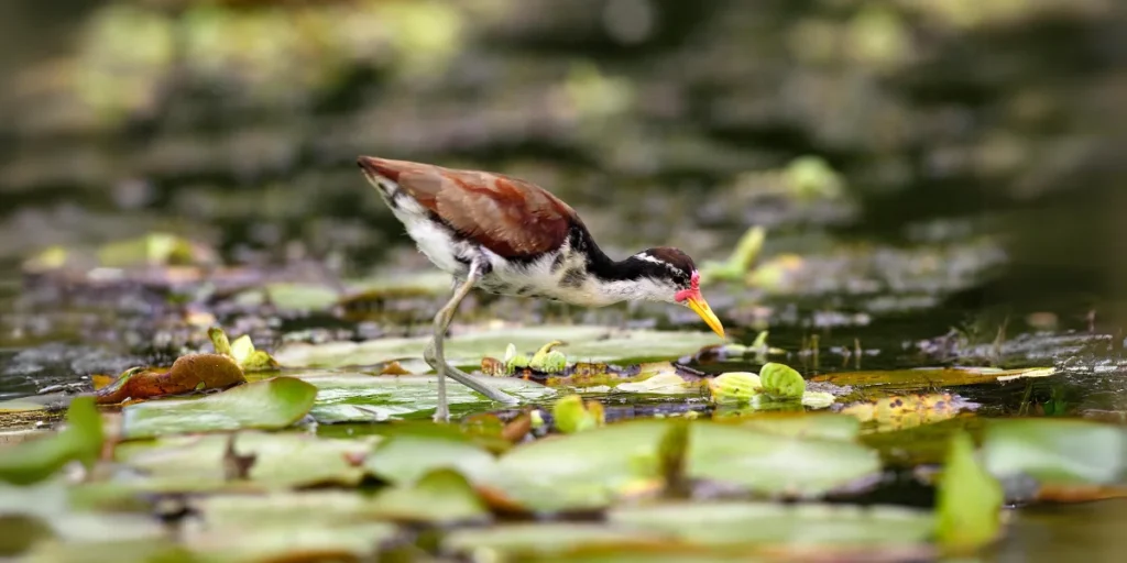 Jacana The Lily-Walking Bird