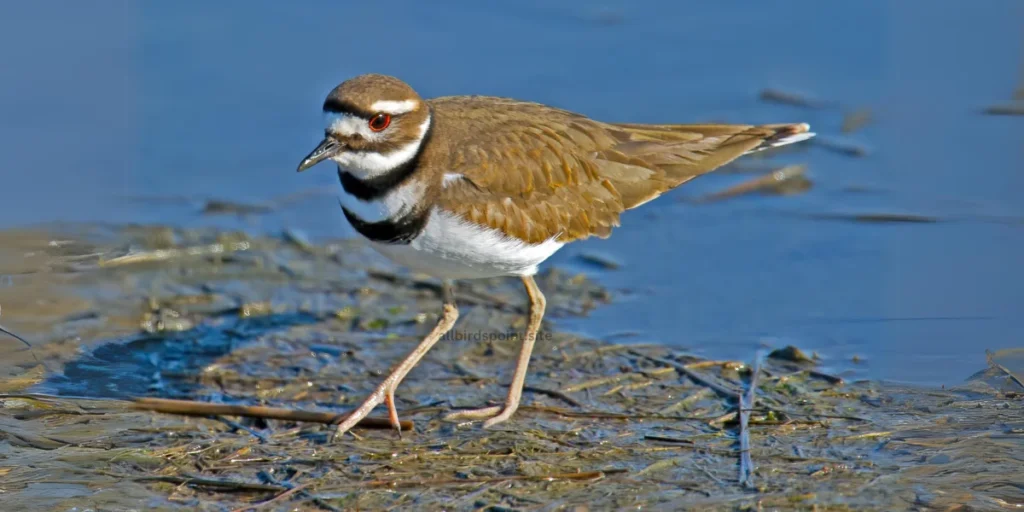 Killdeer The Bold and Vocal Shorebird