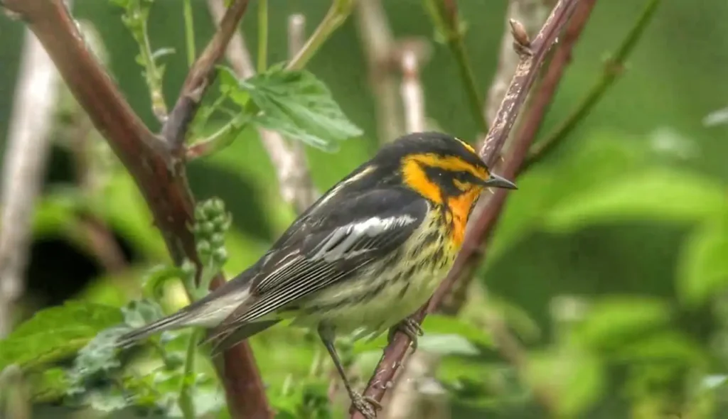 Magnolia Warbler