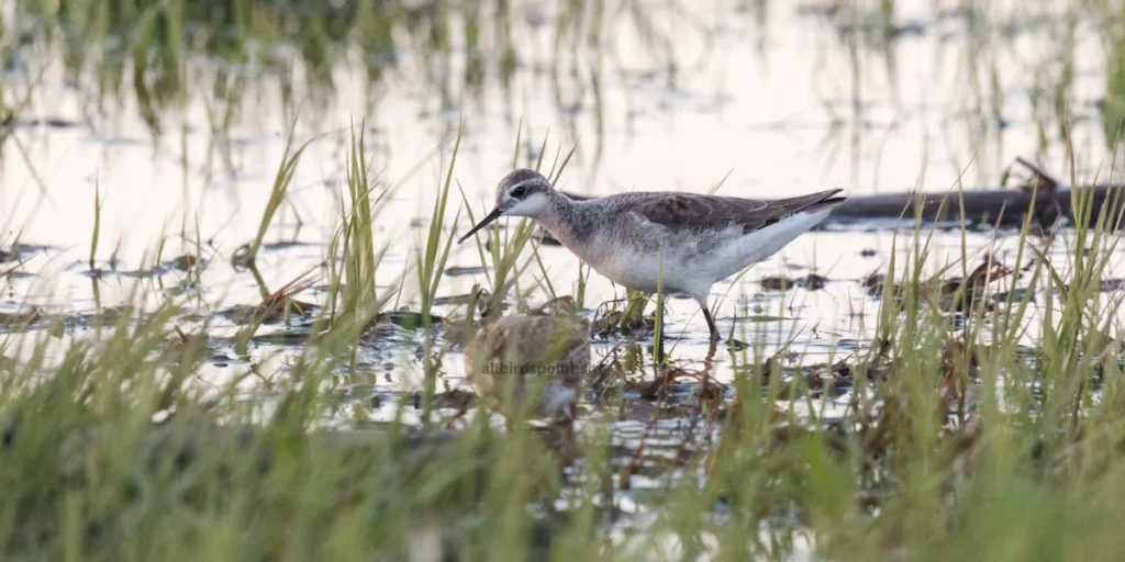 Phalarope The Spinning Shorebird