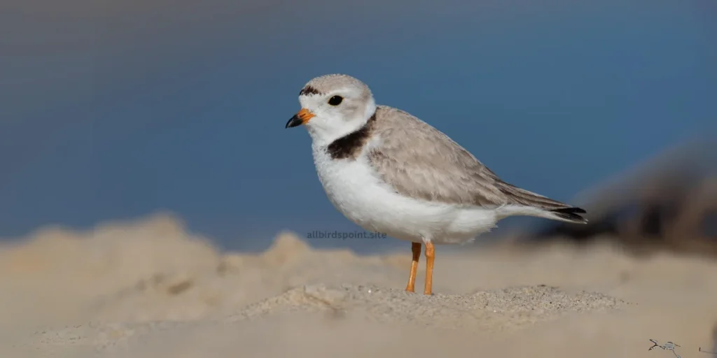 Plover The Small, Quick Shorebird