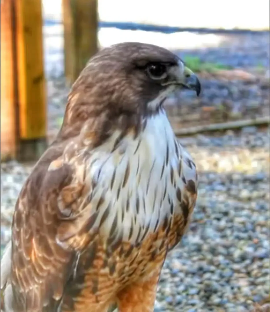 Red-tailed Hawk