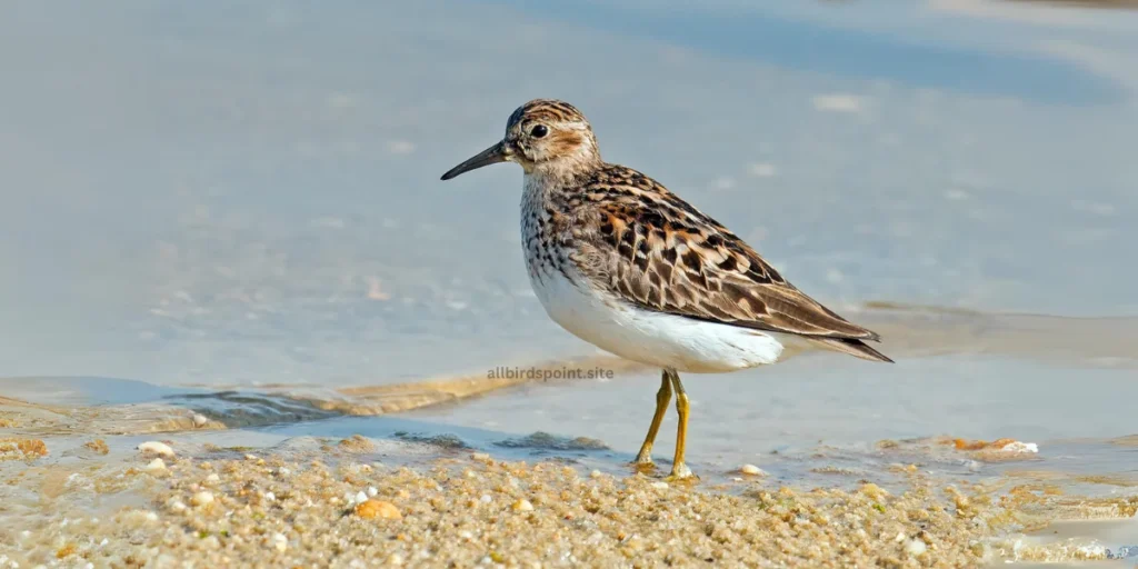 Sandpiper The Agile Shorebird