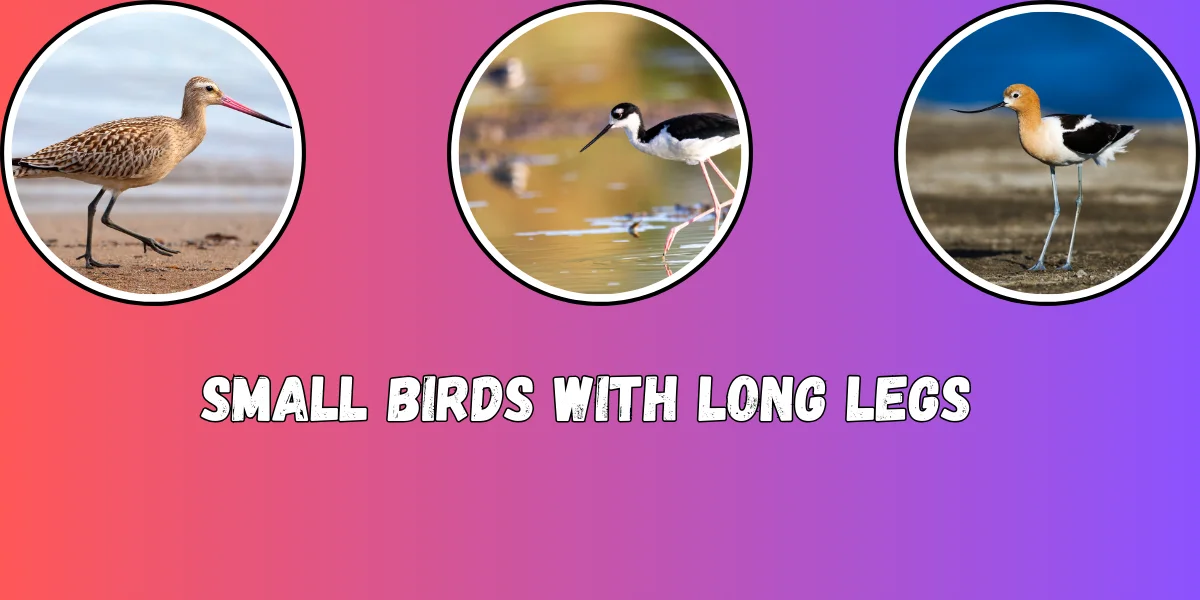 Small Birds with Long Legs