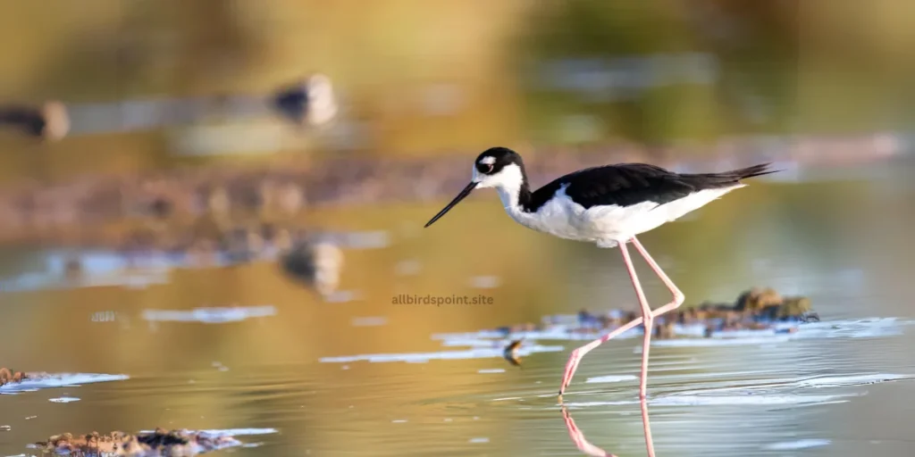 Stilt The Elegant Long-Legged Wader