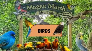 magee marsh bird