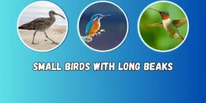 10 Small Birds with Long Beaks with Photos and Information