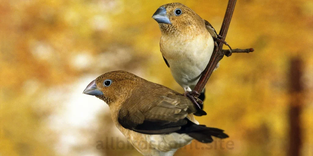 African Silverbill