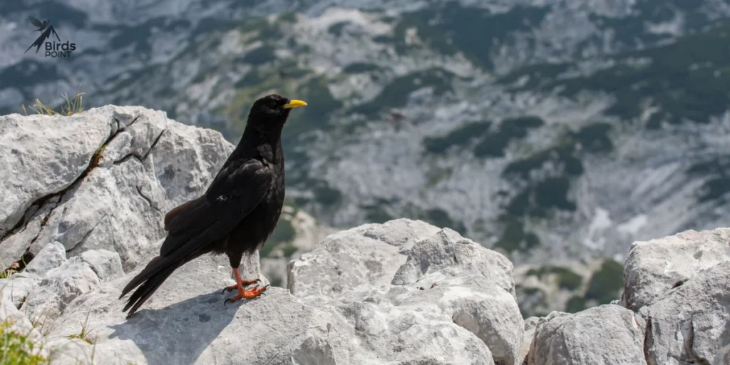 Alpine Chough 