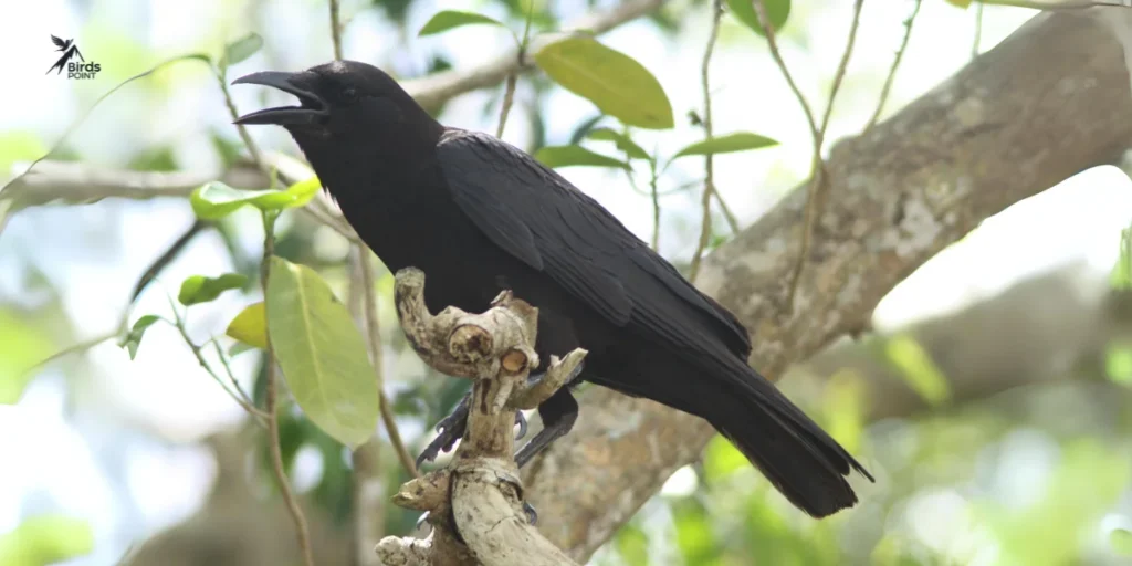 American Crow