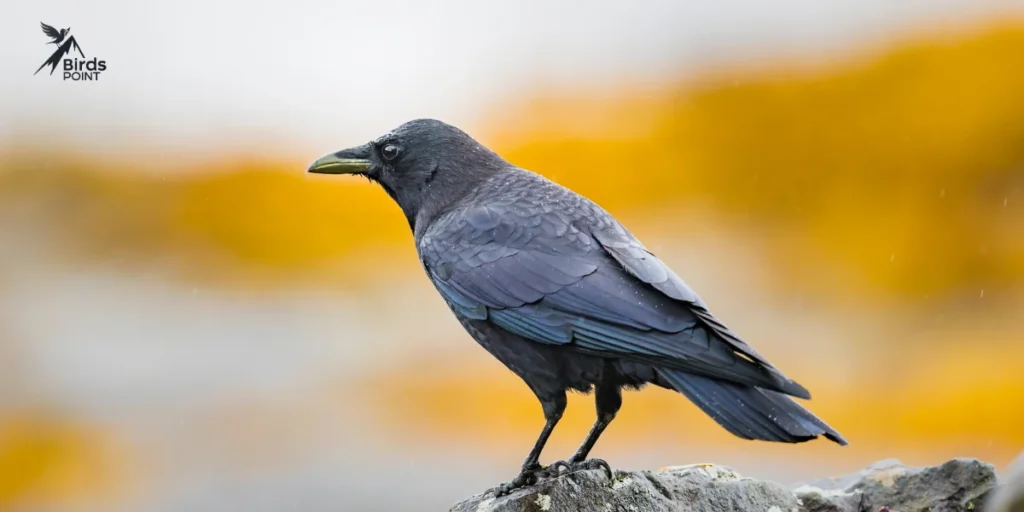 American Crow