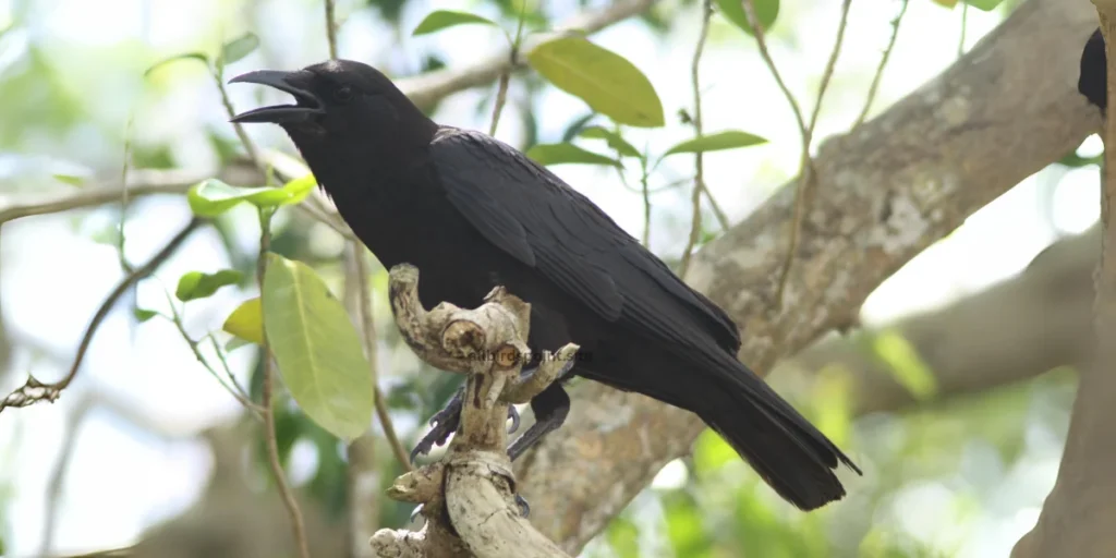 American Crow