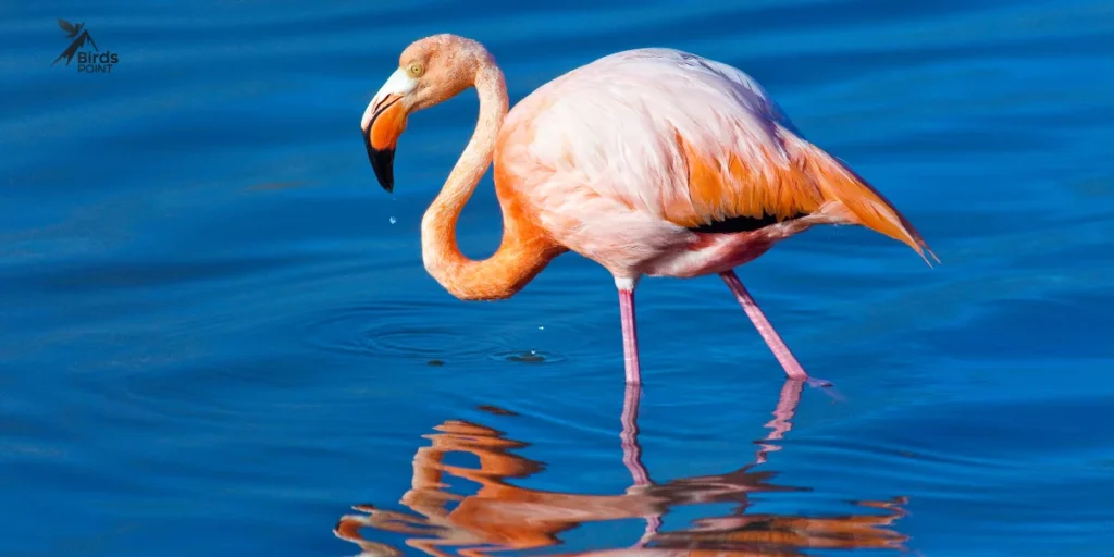 American Flamingo