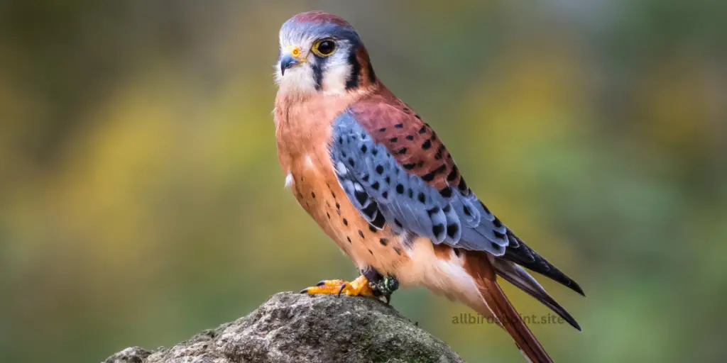 American Kestrel