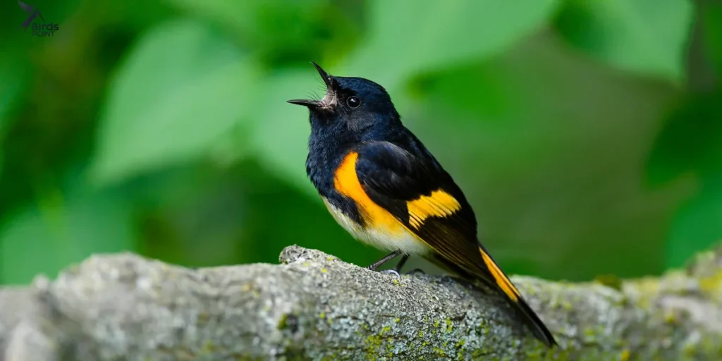 American Redstart