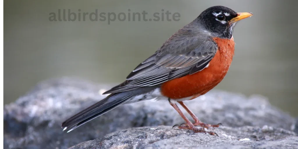 Birds With Red Chests
American Robin