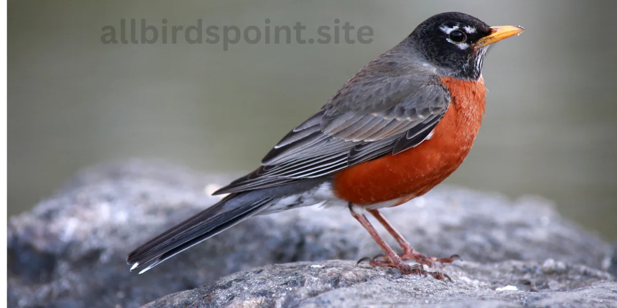 Birds With Red Chests