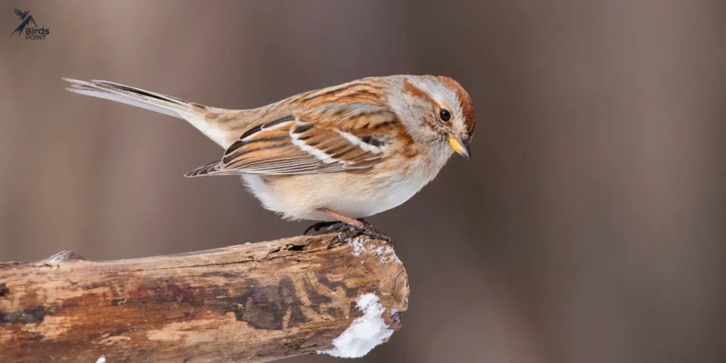 American Tree Sparrow