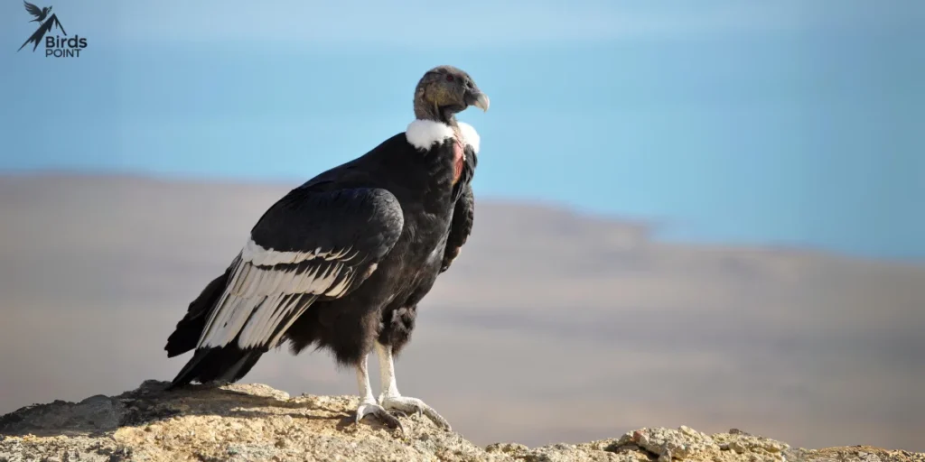 Andean Condor