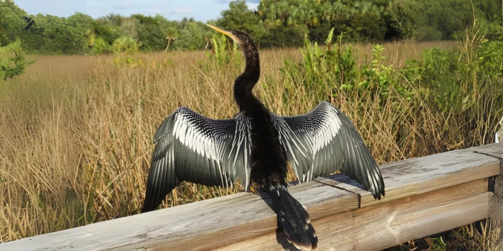 Anhinga