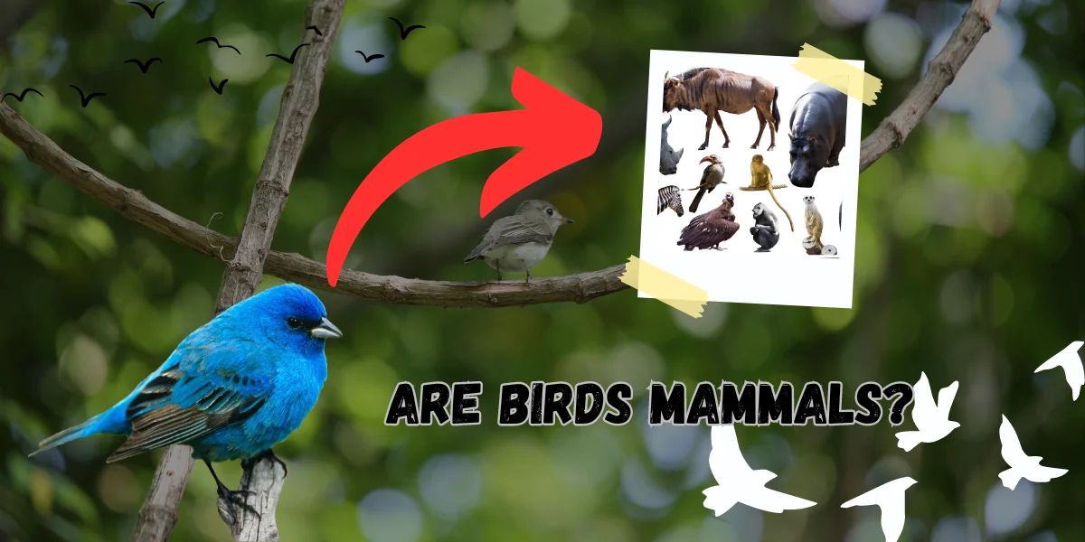 Are Birds Mammals