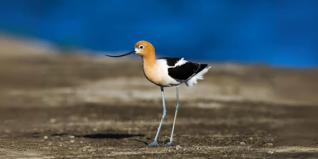 A Avocet  with long legs stands gracefully on the ground, showcasing its elegant posture and natural surroundings.