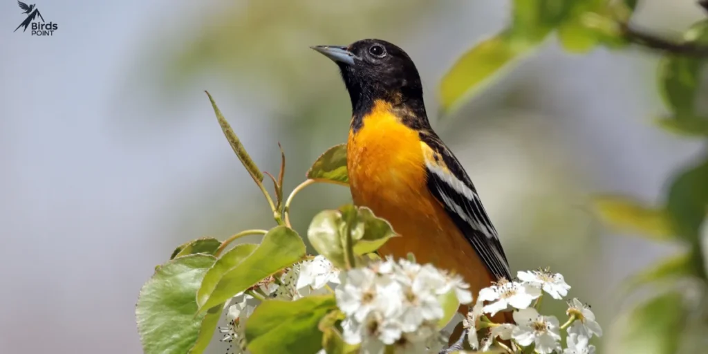 Black and Orange Birds