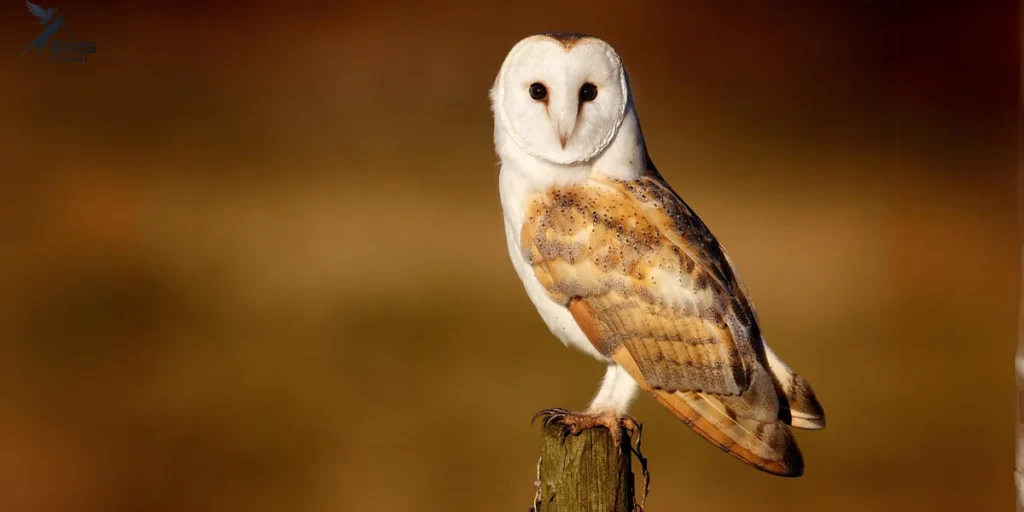 Barn Owl