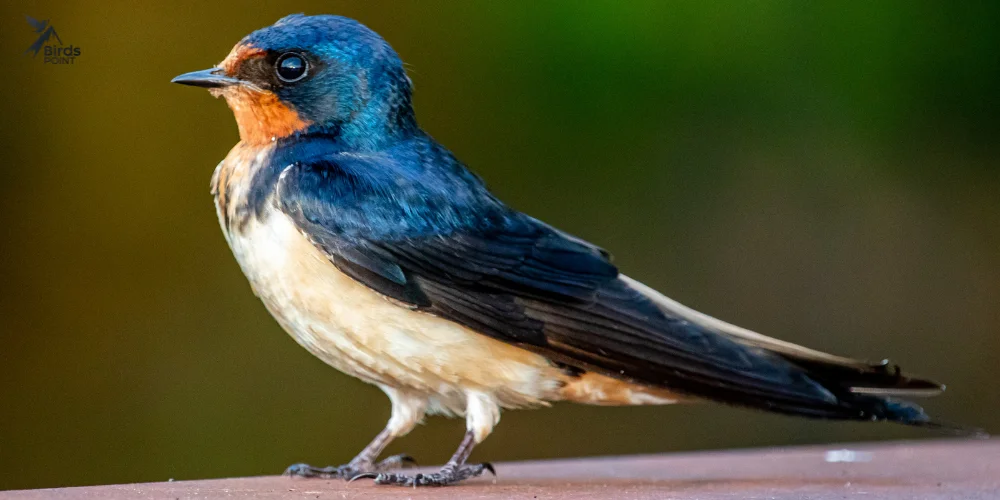 Barn Swallow
Birds With Long Wings