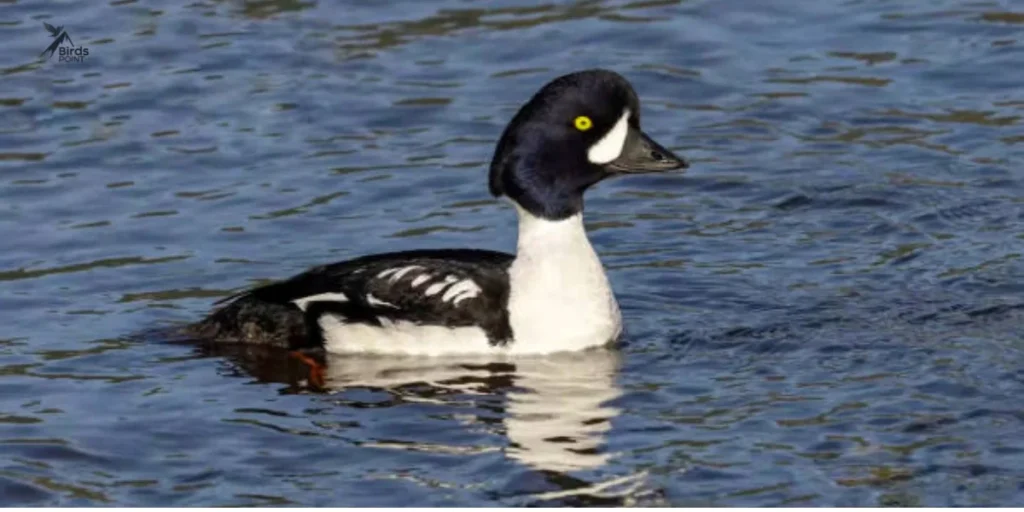 Barrow’s Goldeneye