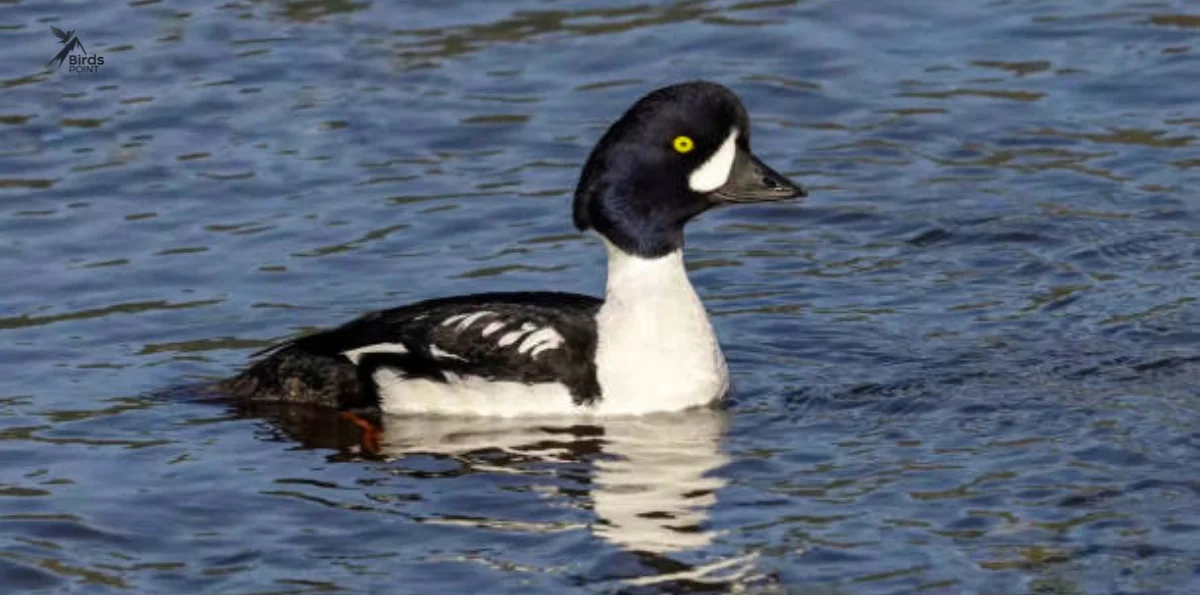 lack and White Ducks