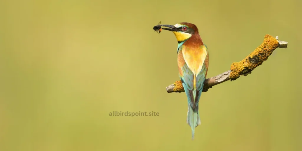  A Bee-Eater perched on a branch, surrounded by lush green foliage in the background