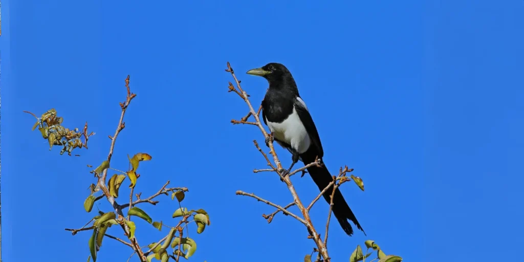 Black-Billed Magpie 