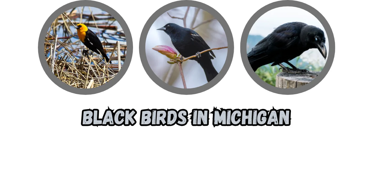 Black Birds in Michigan