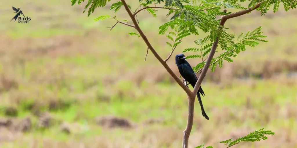 Black Drongo