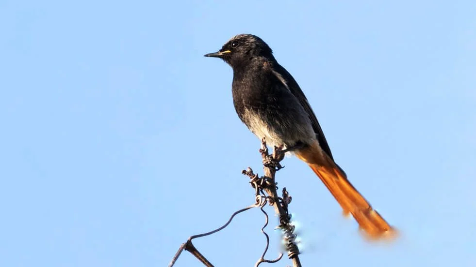 Black Redstart