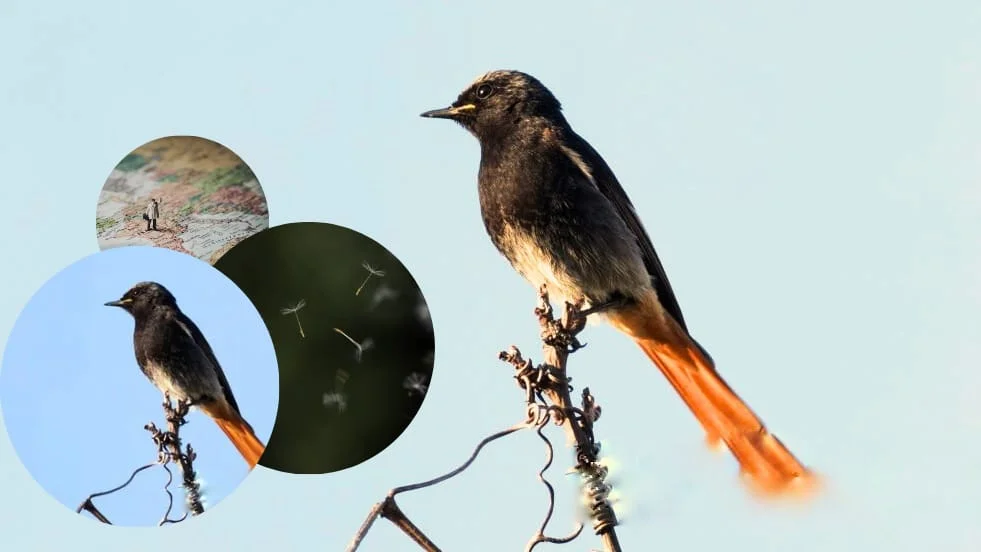 Black Redstart