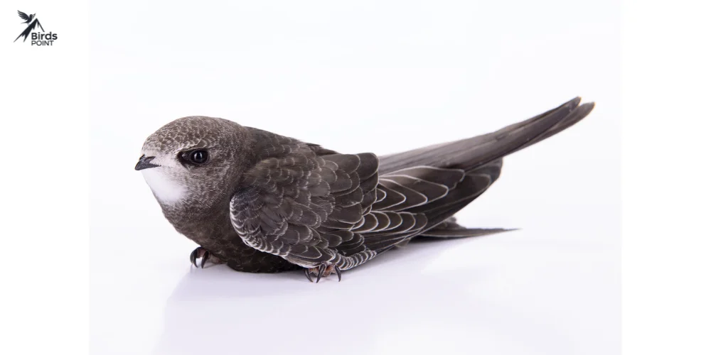 Black Swift