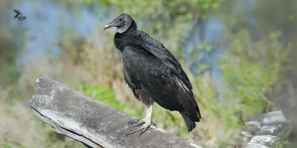 Black Vulture (Coragyps atratus)