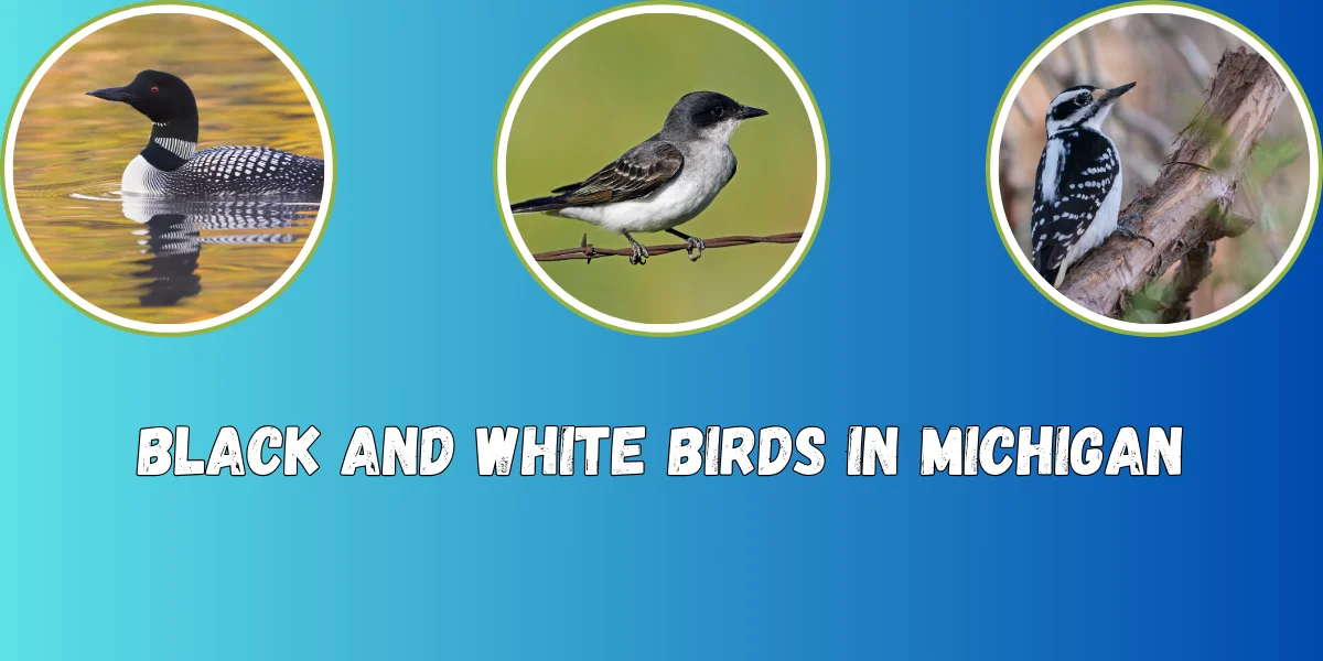 Black and White Birds in Michigan